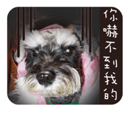 Miniature Schnauzer (old skin) sticker #13901873