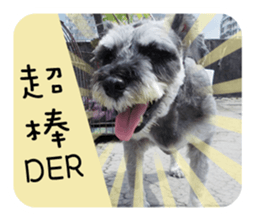 Miniature Schnauzer (old skin) sticker #13901874