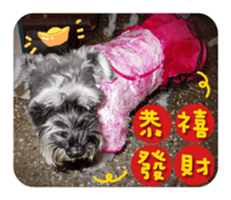 Miniature Schnauzer (old skin) sticker #13901875