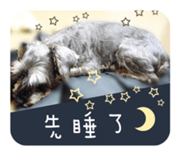 Miniature Schnauzer (old skin) sticker #13901876