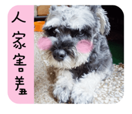 Miniature Schnauzer (old skin) sticker #13901877