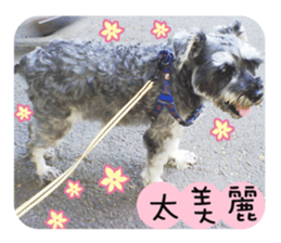 Miniature Schnauzer (old skin) sticker #13901881