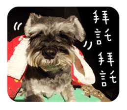 Miniature Schnauzer (old skin) sticker #13901882