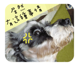 Miniature Schnauzer (old skin) sticker #13901883