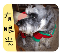 Miniature Schnauzer (old skin) sticker #13901884