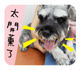 Miniature Schnauzer (old skin) sticker #13901886