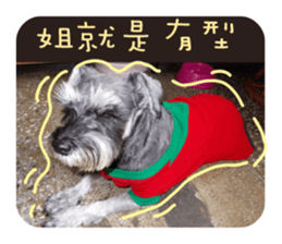 Miniature Schnauzer (old skin) sticker #13901889