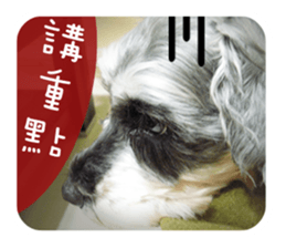 Miniature Schnauzer (old skin) sticker #13901890