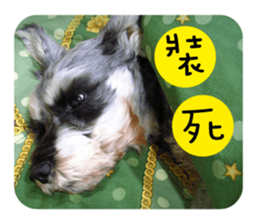 Miniature Schnauzer (old skin) sticker #13901892