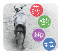 Miniature Schnauzer (old skin) sticker #13901893