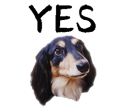 [Photo?] DACHSHUND and PUG dog 2 sticker #13903926