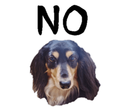 [Photo?] DACHSHUND and PUG dog 2 sticker #13903927