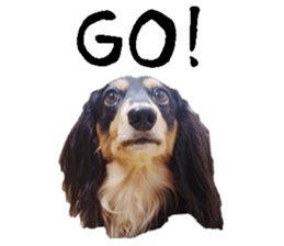 [Photo?] DACHSHUND and PUG dog 2 sticker #13903930