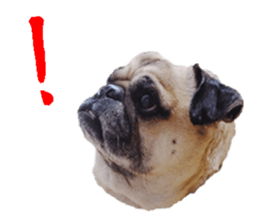 [Photo?] DACHSHUND and PUG dog 2 sticker #13903931