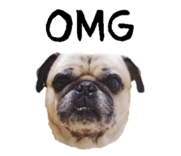 [Photo?] DACHSHUND and PUG dog 2 sticker #13903932