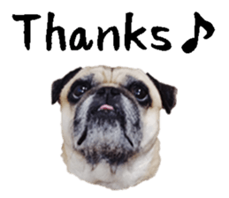 [Photo?] DACHSHUND and PUG dog 2 sticker #13903933