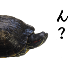 Trachemys scripta sticker #13905158