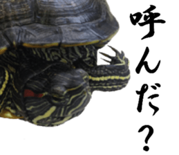 Trachemys scripta sticker #13905159