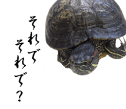 Trachemys scripta sticker #13905161