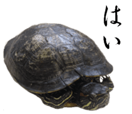 Trachemys scripta sticker #13905163