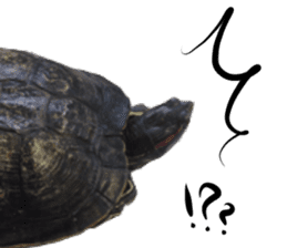 Trachemys scripta sticker #13905164