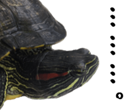 Trachemys scripta sticker #13905170