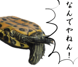 Trachemys scripta sticker #13905171