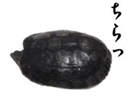 Trachemys scripta sticker #13905177