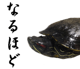 Trachemys scripta sticker #13905178