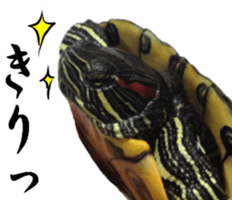 Trachemys scripta sticker #13905184