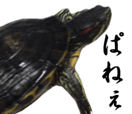 Trachemys scripta sticker #13905187