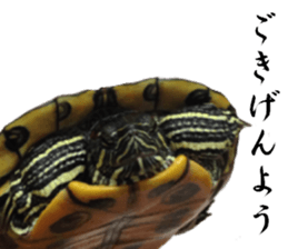 Trachemys scripta sticker #13905188
