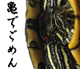 Trachemys scripta sticker #13905189