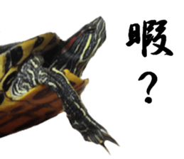 Trachemys scripta sticker #13905191