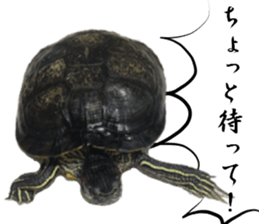 Trachemys scripta sticker #13905192