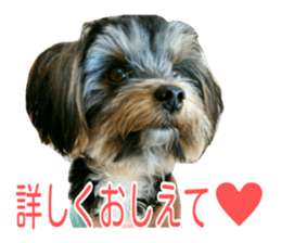 awesome Yorkshire terrier Jackie sticker #13905711