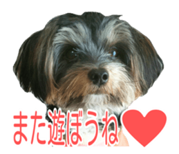 awesome Yorkshire terrier Jackie sticker #13905712