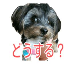 awesome Yorkshire terrier Jackie sticker #13905713