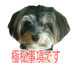awesome Yorkshire terrier Jackie sticker #13905715