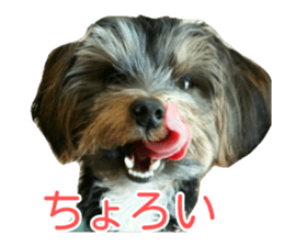 awesome Yorkshire terrier Jackie sticker #13905717