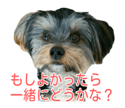 awesome Yorkshire terrier Jackie sticker #13905718