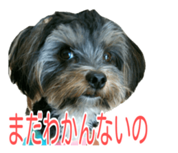 awesome Yorkshire terrier Jackie sticker #13905719