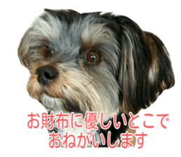 awesome Yorkshire terrier Jackie sticker #13905720