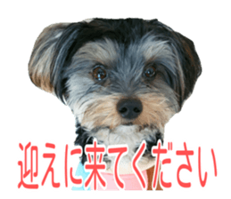 awesome Yorkshire terrier Jackie sticker #13905721