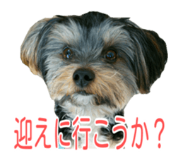 awesome Yorkshire terrier Jackie sticker #13905722