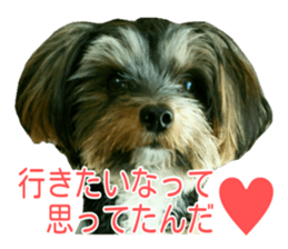 awesome Yorkshire terrier Jackie sticker #13905723