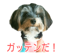 awesome Yorkshire terrier Jackie sticker #13905724