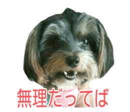 awesome Yorkshire terrier Jackie sticker #13905725