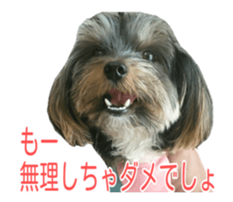 awesome Yorkshire terrier Jackie sticker #13905726
