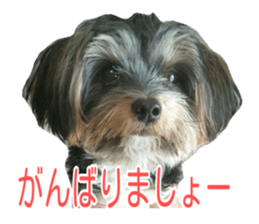 awesome Yorkshire terrier Jackie sticker #13905728